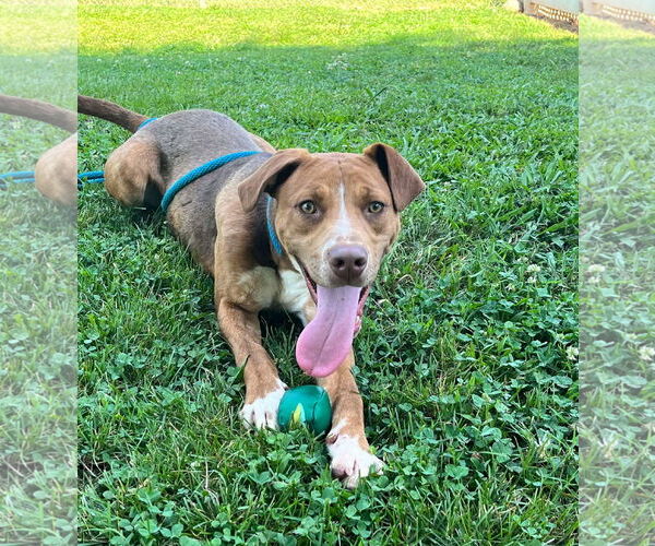 Medium Photo #2 Mutt Puppy For Sale in Shelburne, VT, USA