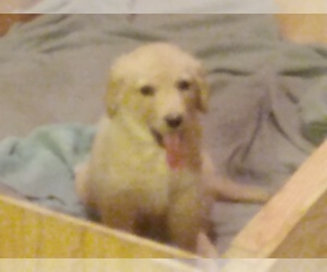Golden Retriever Puppy for sale in RIDGEFIELD, WA, USA