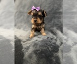 Small #2 Yorkshire Terrier