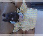 Small #16 French Bulldog