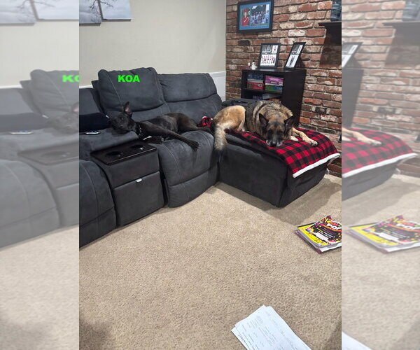 Medium Photo #1 Labrador Retriever-Unknown Mix Puppy For Sale in Woodland Hills, CA, USA