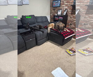 Labrador Retriever-Unknown Mix Dogs for adoption in Woodland Hills, CA, USA