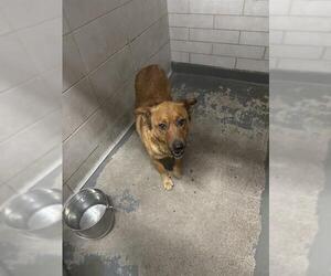 Mutt Dogs for adoption in Stockton, CA, USA