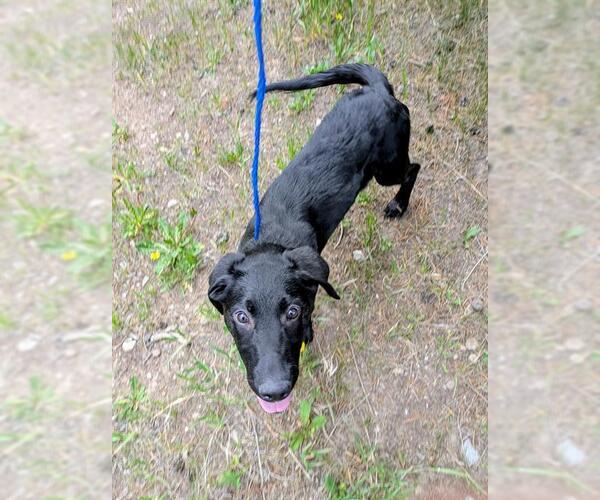 Medium Photo #1 Labrador Retriever Puppy For Sale in Frisco, CO, USA