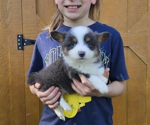 Pembroke Welsh Corgi Puppy for sale in MILTON, WI, USA