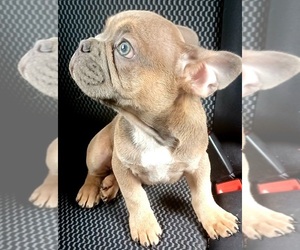 French Bulldog Puppy for sale in TAMPA, FL, USA