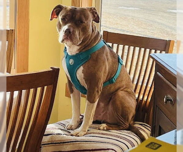 Medium Photo #2 Staffordshire Bull Terrier-Unknown Mix Puppy For Sale in Princeton, MN, USA