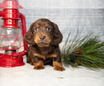 Puppy Stubby Dachshund