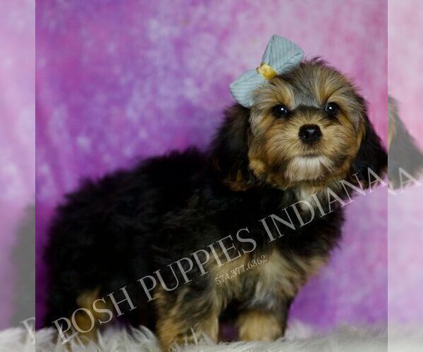 Medium Photo #40 Yorkipoo Puppy For Sale in WARSAW, IN, USA