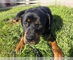Small Photo #6 Rottweiler-Unknown Mix Puppy For Sale in Rockwall, TX, USA