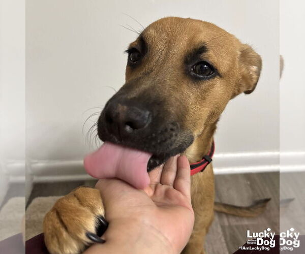 Medium Photo #3 Mutt Puppy For Sale in Washington, DC, USA