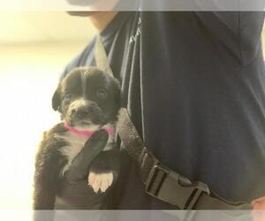 Border Collie-Unknown Mix Dogs for adoption in Visalia, CA, USA