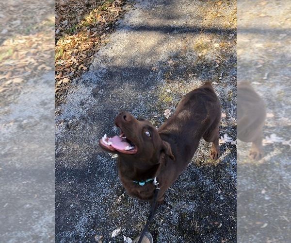 Medium Photo #1 Labrador Retriever Puppy For Sale in CLINTWOOD, VA, USA