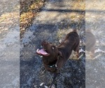 Small Photo #1 Labrador Retriever Puppy For Sale in CLINTWOOD, VA, USA