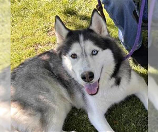 Medium Photo #2 Siberian Husky Puppy For Sale in Placerville, CA, USA