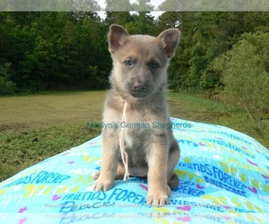 German Shepherd Dog Puppy for Sale in PIEDMONT, Missouri USA