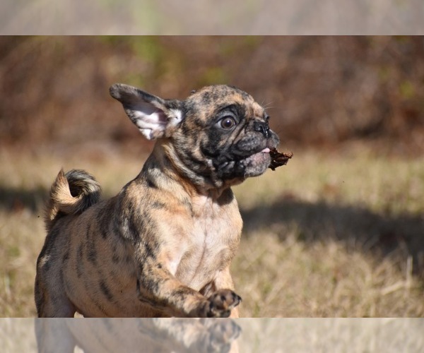 Medium Photo #6 Pug Puppy For Sale in PALM COAST, FL, USA