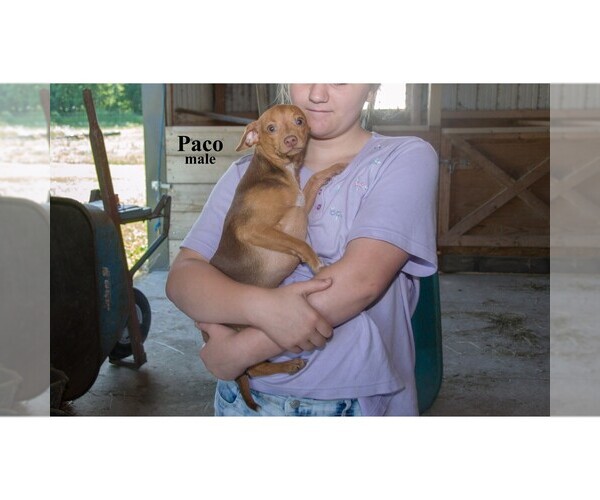 Medium Photo #21 Chihuahua Puppy For Sale in CLARE, MI, USA