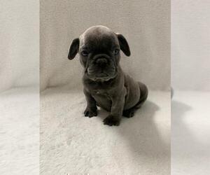 French Bulldog Puppy for sale in CHARLESTON, SC, USA