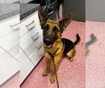 Small #3 German Shepherd Dog