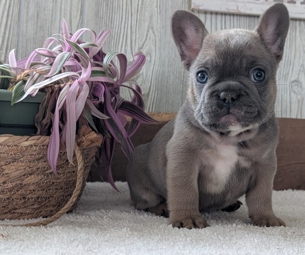 Medium Photo #12 French Bulldog Puppy For Sale in GOSHEN, IN, USA