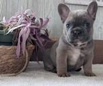 Small #11 French Bulldog