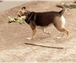 Small Photo #4 Australian Kelpie-Unknown Mix Puppy For Sale in Peralta, NM, USA