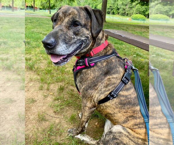 Medium Photo #13 Mutt Puppy For Sale in Canton, CT, USA