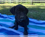 Small #1 Labrador Retriever Mix