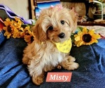 Puppy Misty Cavachon-Poodle (Miniature) Mix