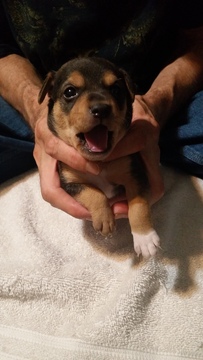 Medium Photo #1 Mountain Feist Puppy For Sale in SULLIVAN, OH, USA