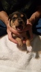Small Photo #1 Mountain Feist Puppy For Sale in SULLIVAN, OH, USA