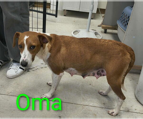Medium Photo #2 Beagle-Unknown Mix Puppy For Sale in Stover, MO, USA