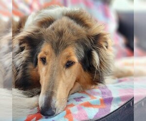 Collie Dogs for adoption in Dublin, OH, USA