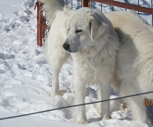 Mother of the Great Pyrenees puppies born on 12/16/2020