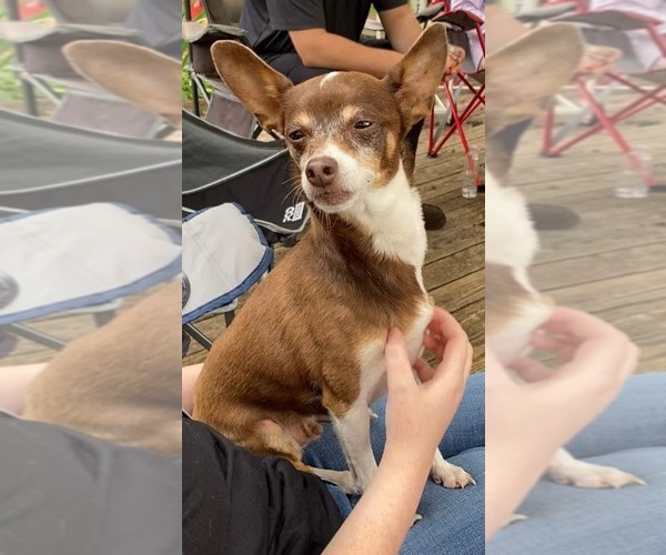 Medium Photo #3 Chihuahua-Unknown Mix Puppy For Sale in Ridgefield, CT, USA