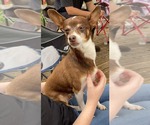 Small #2 Chihuahua Mix