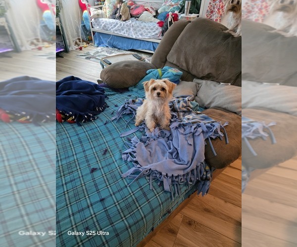 Medium Photo #1 Yorkshire Terrier Puppy For Sale in BRUCEVILLE, IN, USA