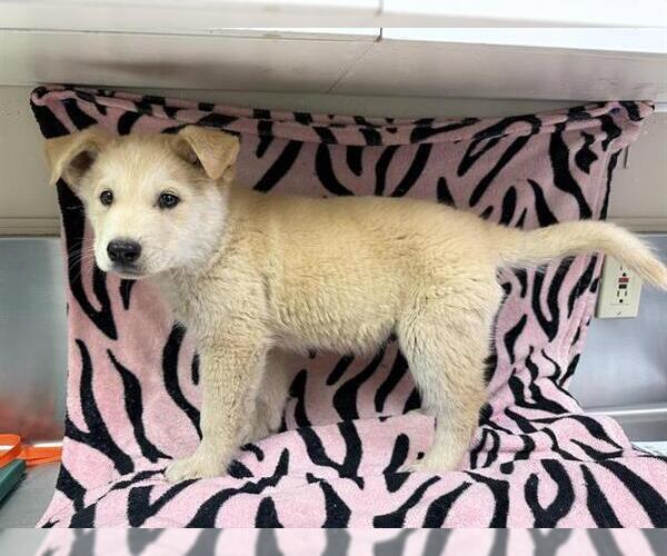 Medium Photo #1 Carolina Dog-Unknown Mix Puppy For Sale in HESPERIA, CA, USA