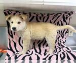 Small Carolina Dog Mix