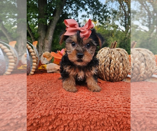 Medium Photo #2 Yorkshire Terrier Puppy For Sale in INDIANAPOLIS, IN, USA