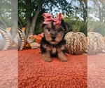 Small #1 Yorkshire Terrier