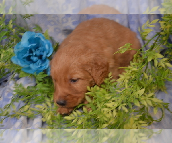Medium Photo #4 Golden Retriever Puppy For Sale in GREENWOOD, WI, USA