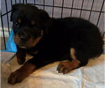 Small #1 Rottweiler