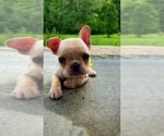 Small Photo #3 French Bulldog Puppy For Sale in PARAGON, IN, USA