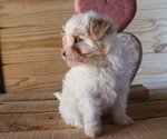 Small Photo #8 Maltipoo Puppy For Sale in HONEY BROOK, PA, USA