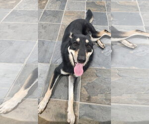 Gerberian Shepsky Dogs for adoption in Ball Ground, GA, USA