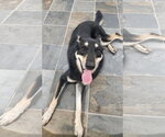 Small Gerberian Shepsky