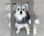 Small #5 Mutt