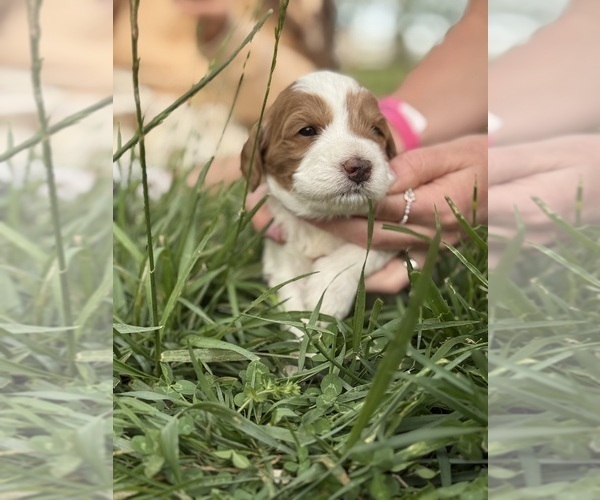 Medium Photo #33 Goldendoodle (Miniature) Puppy For Sale in FREDERICA, DE, USA